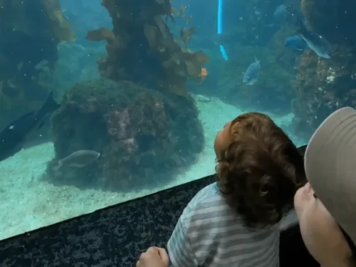 A child and adult watch fish swimming in a kelp-filled aquarium.