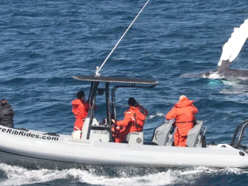 People in lifejackets aboard a Adventure RIB Rides whale watching San Diego Bay Tours