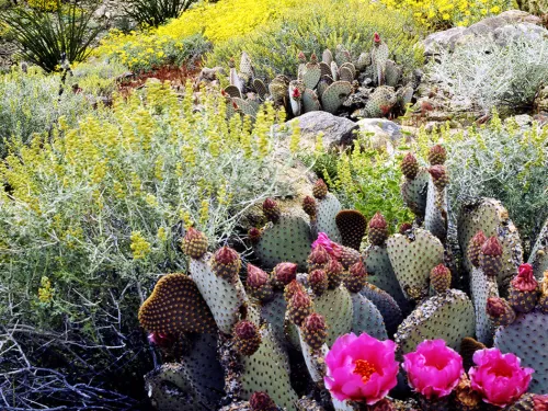 Anza-Borrego Desert State Park