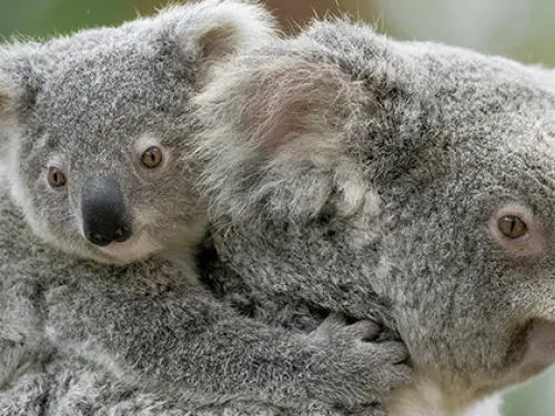 DISCOVER YOUR WILD SIDE