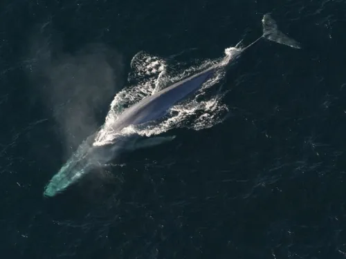 Watch blue whales and explore the Living Seas