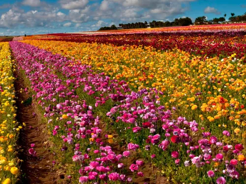 The Flower Fields of Carlsbad