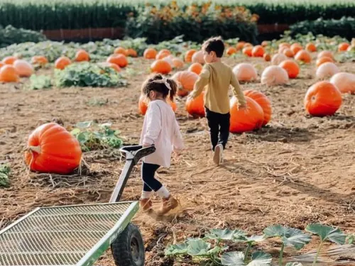 Carlsbad Strawberry Company Pumpkin Patch