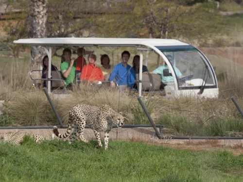  Behind-the-Scenes Safari: Wild Cat Adventure__