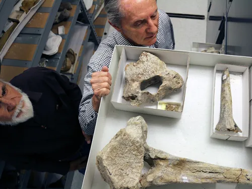 Cerutti Mastodon Discovery at The San Diego Natural History Museum (The Nat).