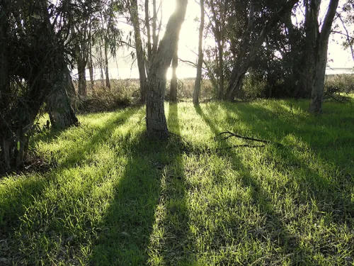 Grass and trees along Batiquitos Lagoon along the trail in San Diego, CA
