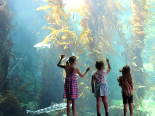 Under the Sea, Up Close and Personal 