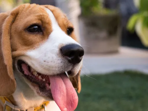 Dog Friendly Breweries