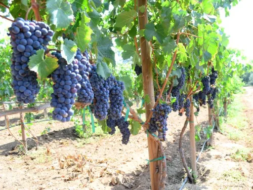 Celebrate California Wine Month