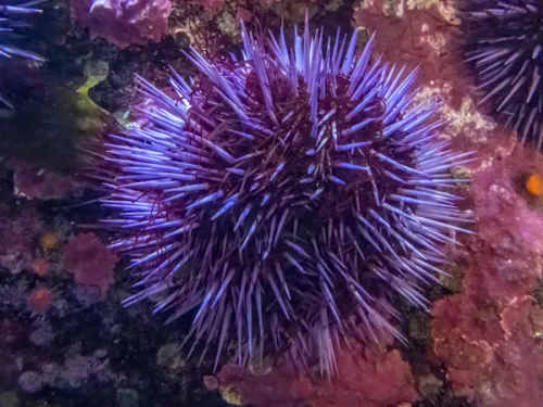 Snorkeling Where the Serene Meets the Marine