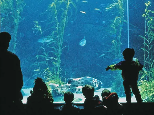 Sea the True San Diego Locals