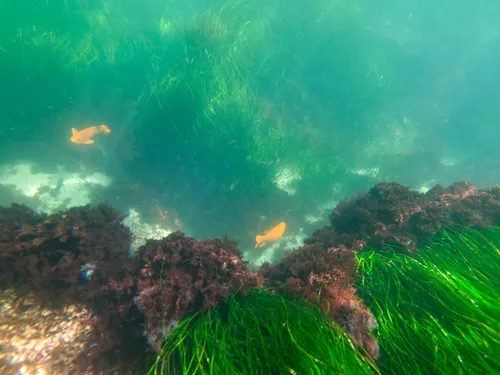 La Jolla Underwater Park