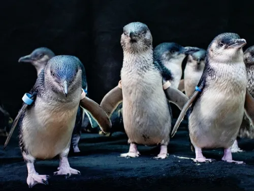 Little blue penguins standing upright at Birch Aquarium at Scripps in San Diego, CA