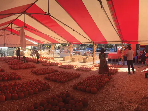 Mr. Jack O' Lanterns Pumpkin Patch