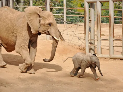 Behind-the-Scenes Safari