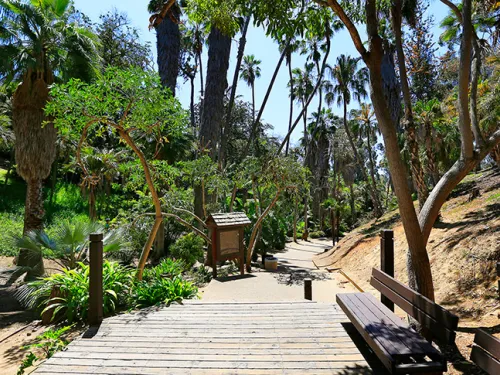 Palm Canyon Trail