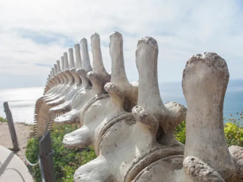 A Whale of a Good Time