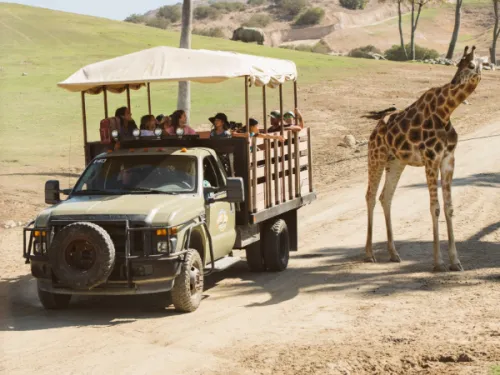 San Diego Zoo Safari Park Safari Tour 