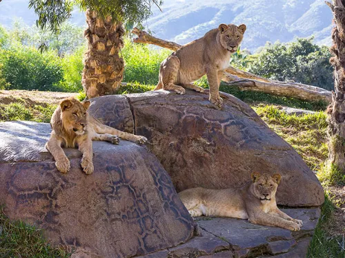 Lion Camp
