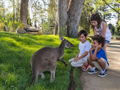 Walkabout Australia