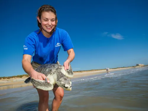 See How SeaWorld is Helping Animals Globally