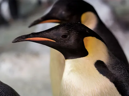 Learn About Magical Marine Life