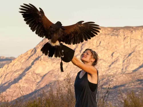 Fly a Bird of Prey