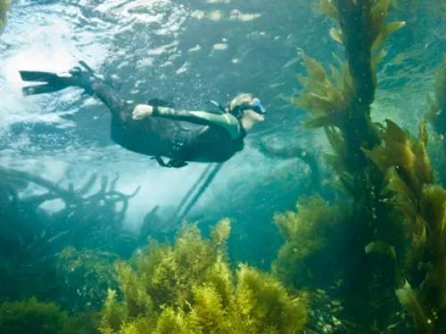 Under the Sea