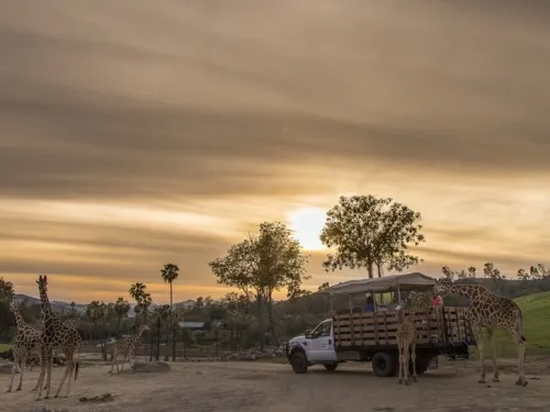 Twilight Safari