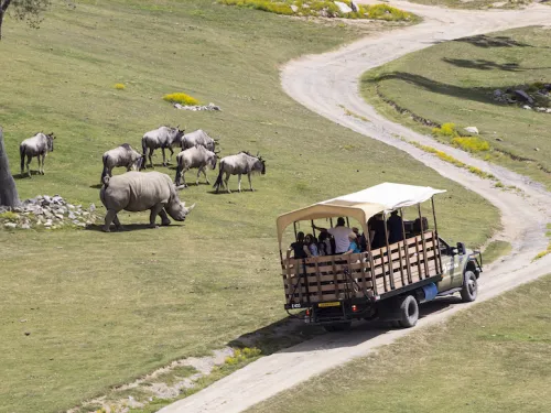 Wildlife Safari: Southwest to the Savanna