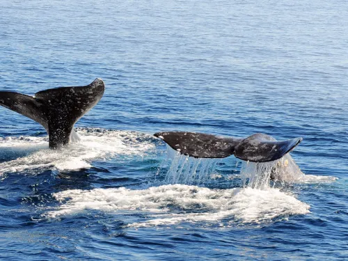 Whale Watching