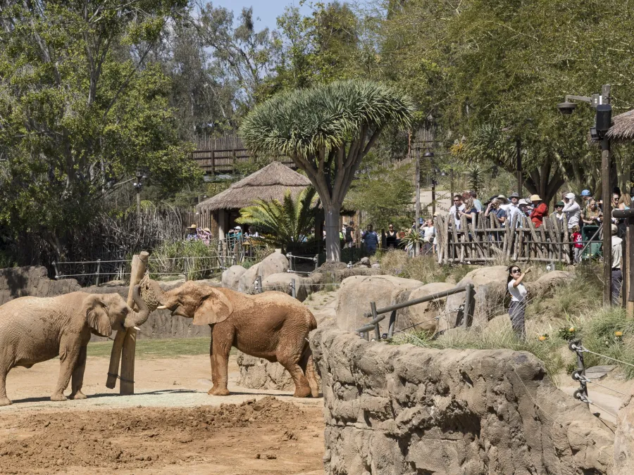 Elephants interacting in Elephant Valley at the San Diego Zoo Safari Park, with guests watching from elevated walkways as the herd explores a rocky, open habitat surrounded by trees and natural landscaping.