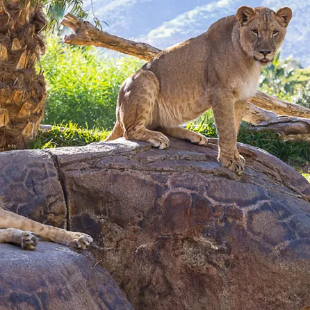 10 Wild Adventures at the San Diego Zoo Safari Park