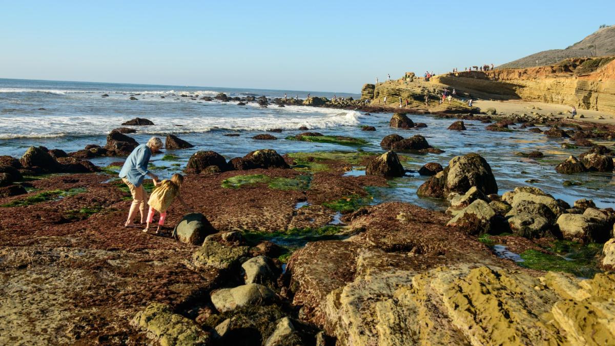 邦楽 BIALYSTOCKS TIDE POOL Amazon.co.jp: Tide Pool - Bialystocks [Analog]: ミュージック